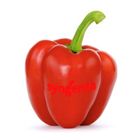 rode paprika van Syngenta