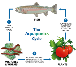 aquaponics cyclus