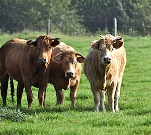 Crowdbutchen: rechtsreeks uit de je bord