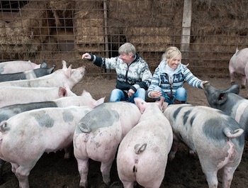 samen een varken kopen