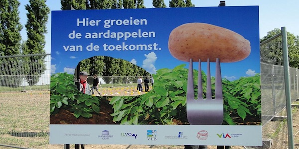 ggo gmo aardappelen