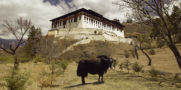 cow bhutan