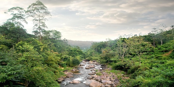 tropical forest