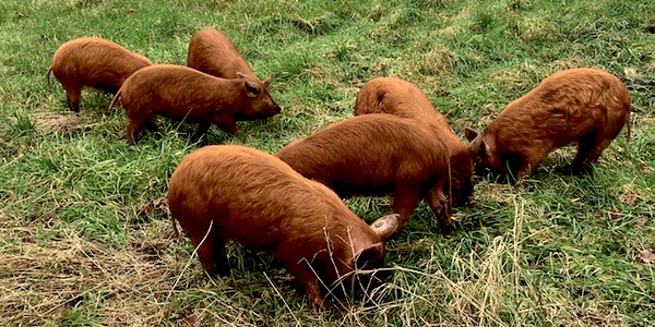 Tamworth varkens op de Woeste Grond