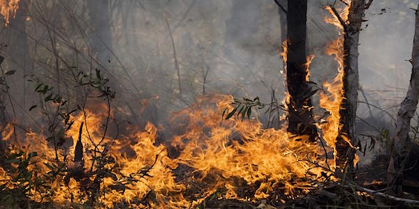 bosbrand extreem weer