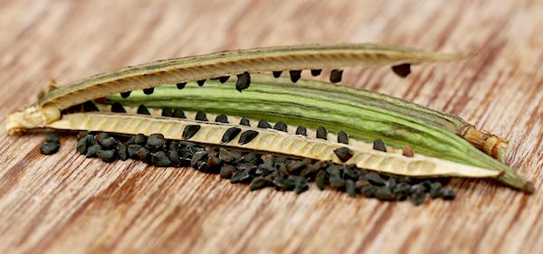 seeds