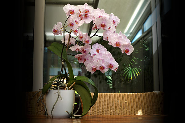 orchidee