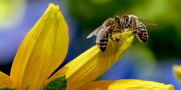 bijensterfte neonicotinoiden