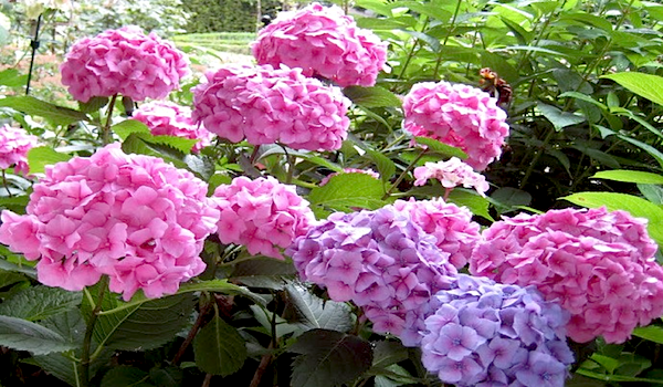 Hortensia's: populaire struik met opvallende bloemen