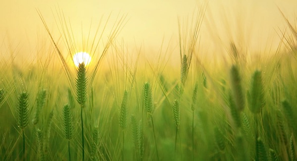 bodem microben landbouw voedselzekerheid