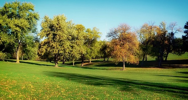 bomenmakelaar bomen in de stad stadsbomen