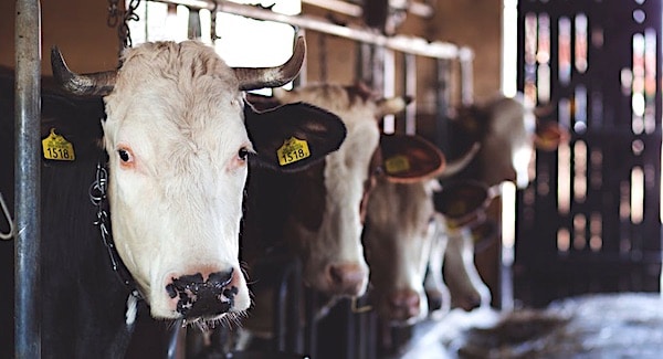 koe stal voedsel melkveehouderij