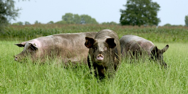 biologische wetgeving