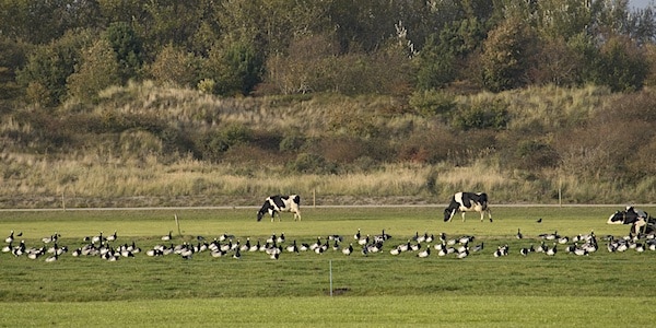 schiermonnikoog