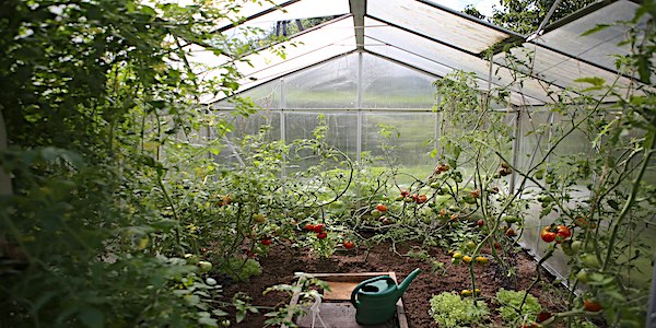 tomaten zelfvoorzienend