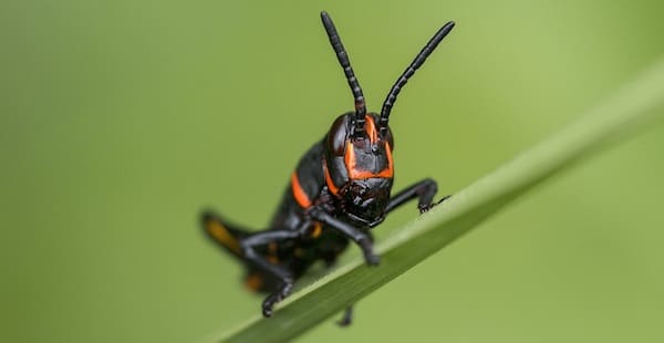 aantal insecten sterven uit