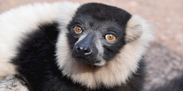 lemur uitsterven