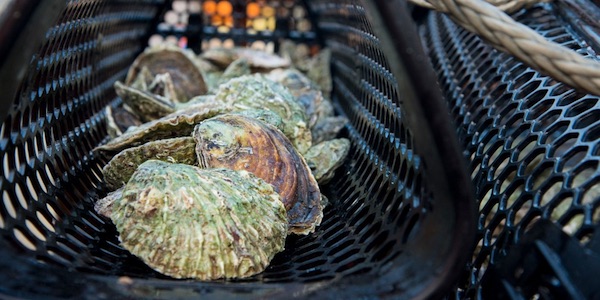 oesters noordzee