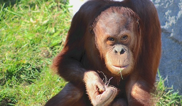 orangutan biodiversiteit