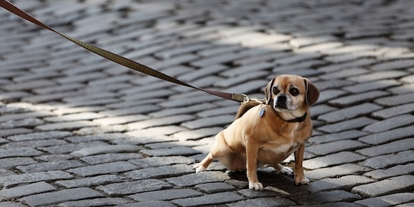 Hardheid incompleet Krijt Minister legt dierenleed honden en katten aan banden