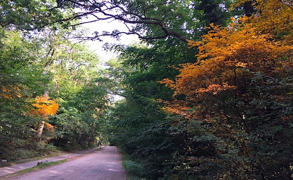 klimaatverandering herfstkleuren in juli