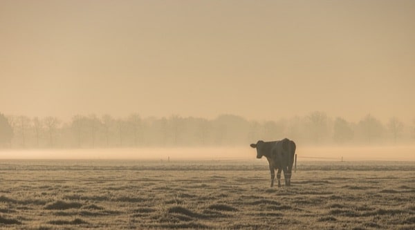 platteland van morgen