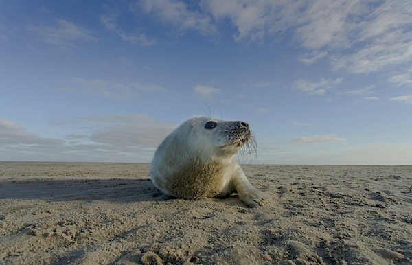 zeehond op de wadden