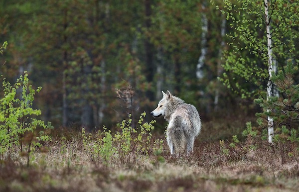 coyote