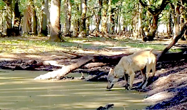 wolf op de veluwe