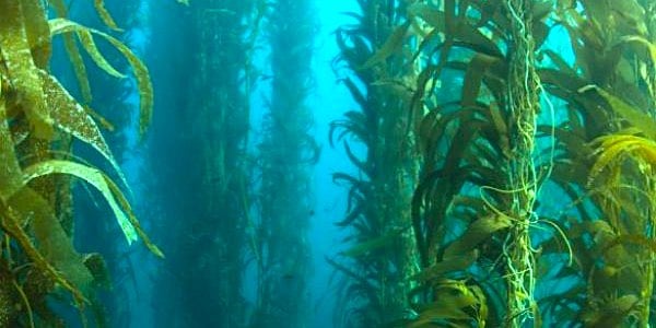 kelp zeewier