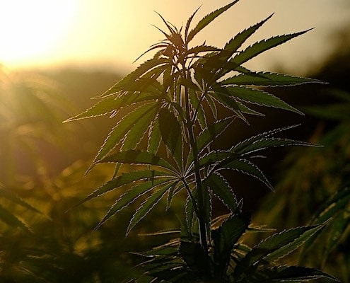 cannabis plant