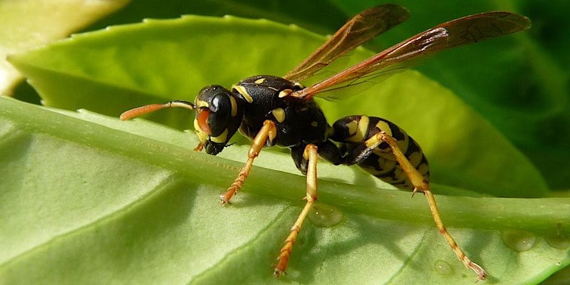 insectenpopulaties gaan achteruit, franse veldwesp