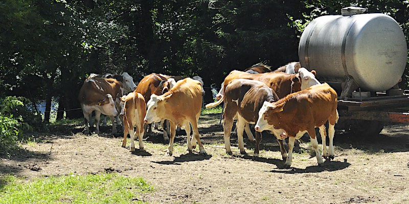 uitstoot landbouw