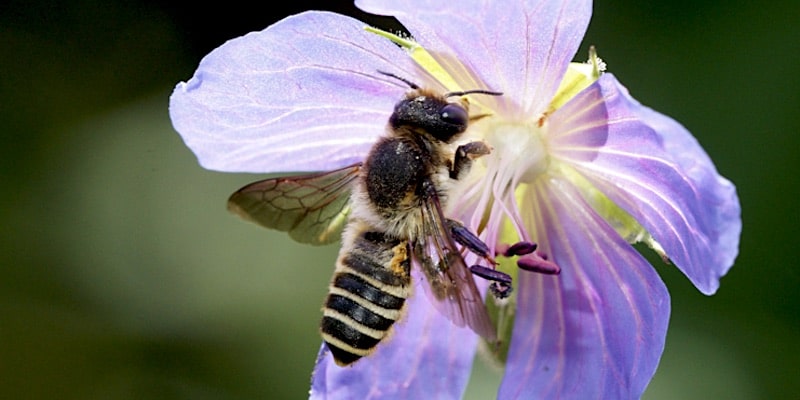 wilde bijen en hommels