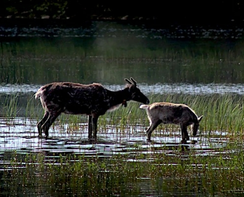 biodiversiteit