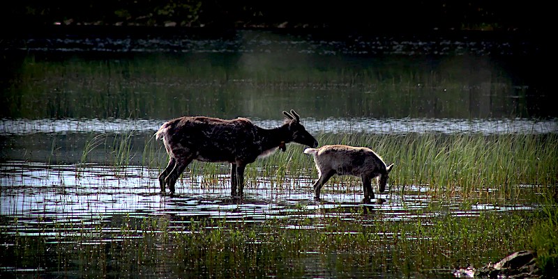 biodiversiteitstop cop15