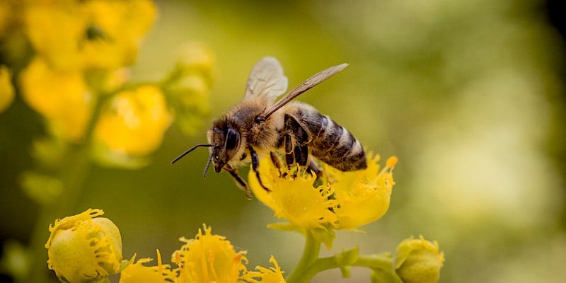 wintersterfte onder honingbijen