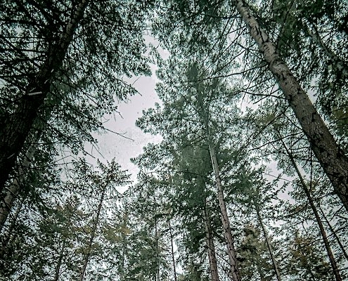 te weinig bomen