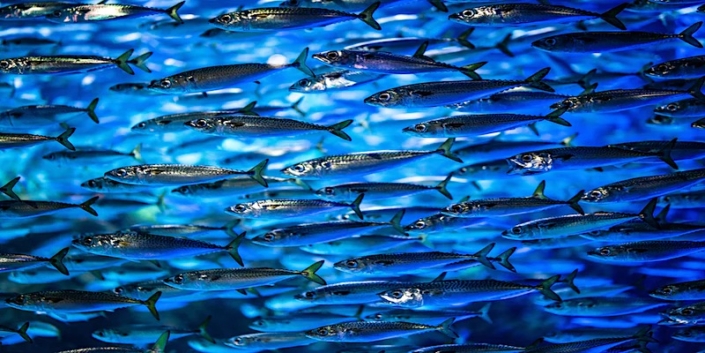vissen-blijven-kleiner-in-warmere-oceanen