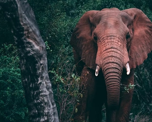 circus glasgow olifant