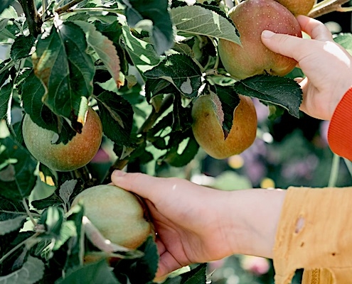 laaghangend fruit