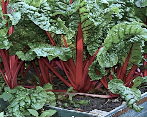 duurzame tuin