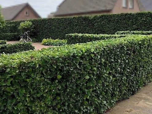 beukenhaag