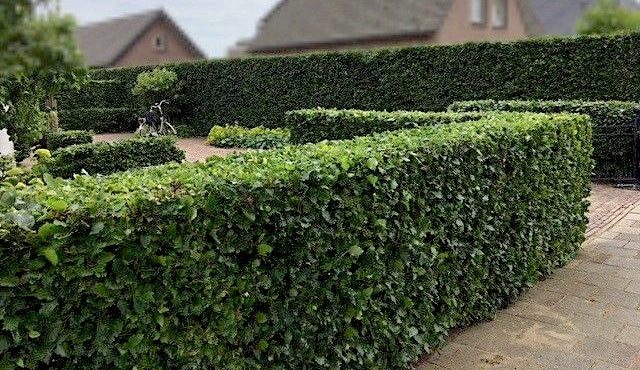 eenzaam nadering Zonder hoofd 5 tips voor een natuurlijke erfafscheiding