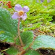 Ramonda myconi viooltje