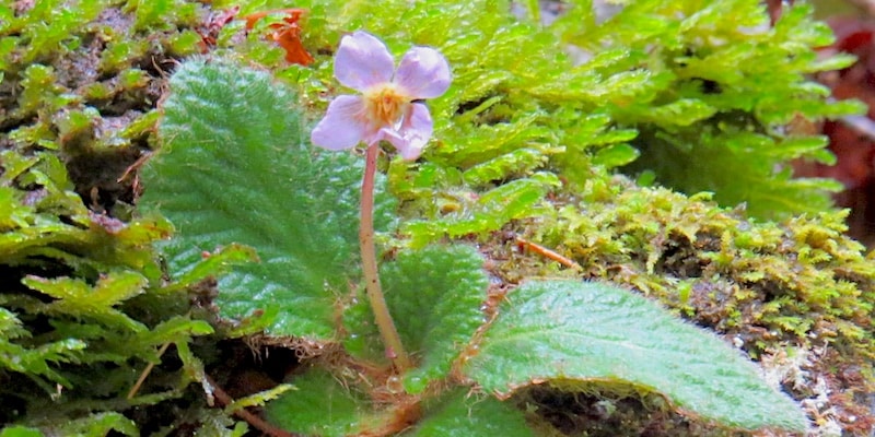 Ramonda myconi viooltje