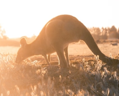 ecosystemen australie