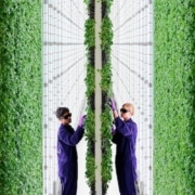 vertical farming