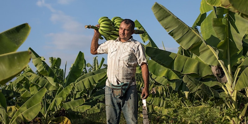 fairtrade premie voor boer