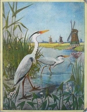 reigers